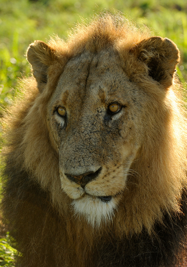 Panthera leo melanochaita [280 mm, 1/640 sec at f / 8.0, ISO 1000]